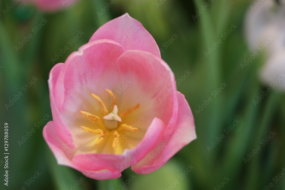 Pink tulips bright color in the garden, soft and beautiful flowers Pink tulips bright color in the garden, soft and beautiful flowers