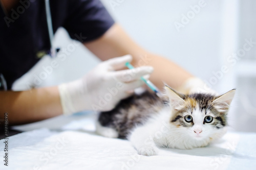 Obraz na płótnie Veterinary doctor giving injection for kitten