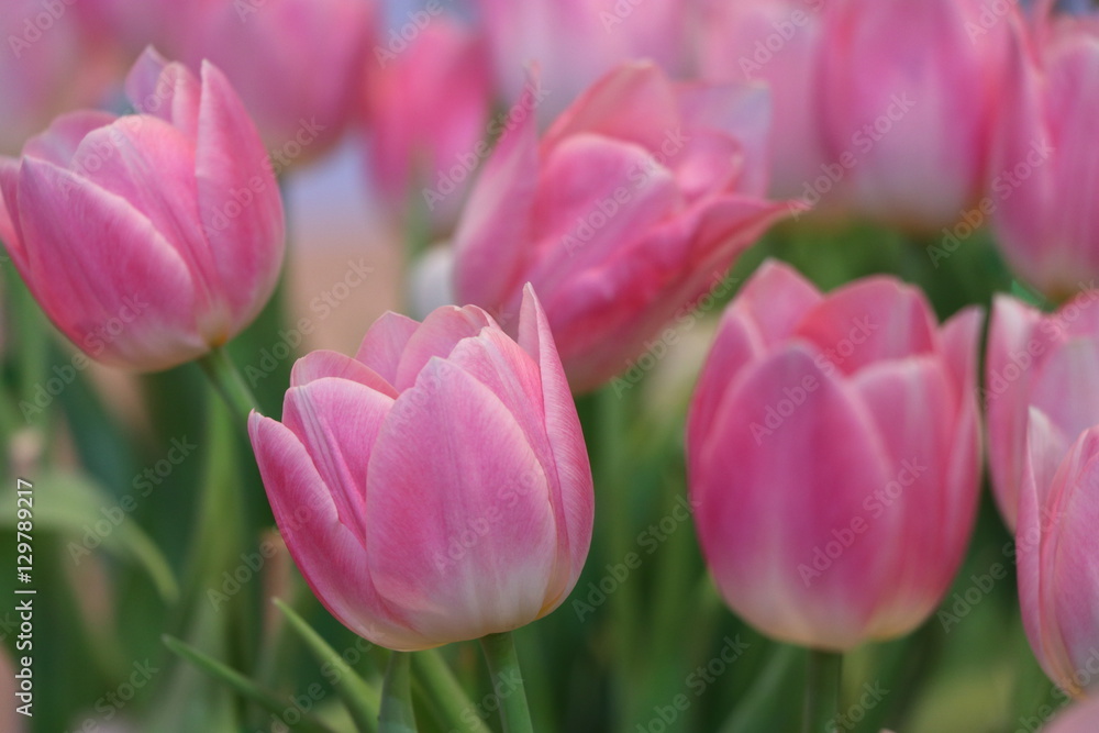 Pink tulips bright color in the garden, soft and beautiful flowers Pink tulips bright color in the garden, soft and beautiful flowers