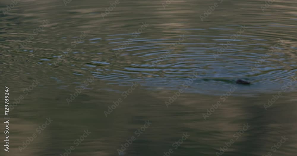 Close Caddis swimming back and forth on the calm waters of Yellowstone pond Close Caddis swimming back and forth on the calm waters of Yellowstone pond