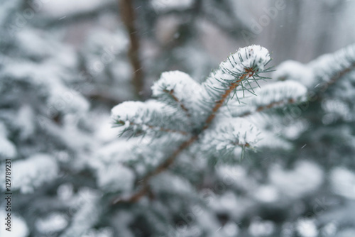 winter photo of blue fir covered with fresh snow, closeup photo