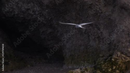 Slow Motion - Arctic Tern Hovers and Dives in Ny-Ő…lesund photo