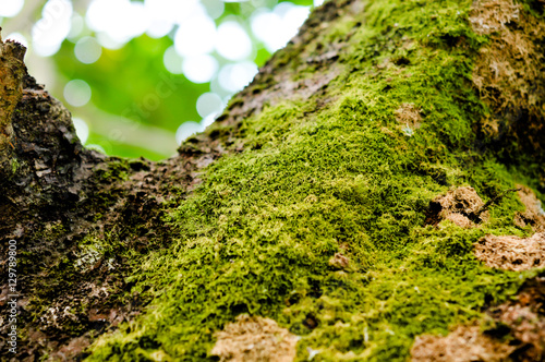 Bright green moss on tree  background is bokeh