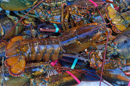 Live lobsters piled on ice with colorful rubber band claws