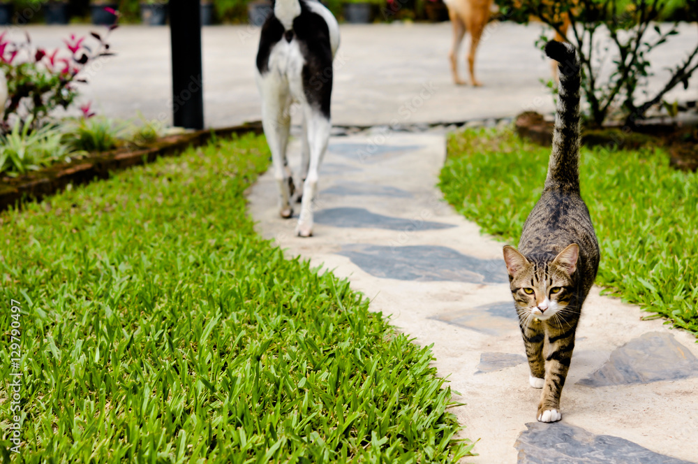 Thailand Siamese cat name Thailand Siamese cat name