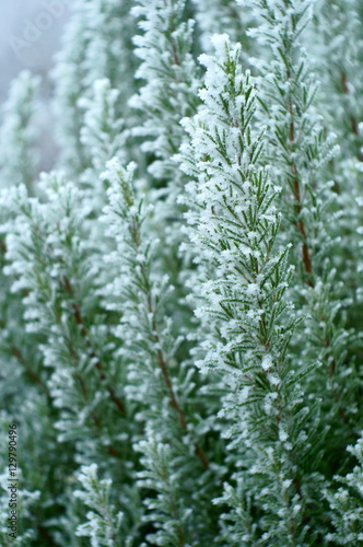 Frozen branches of rosemary