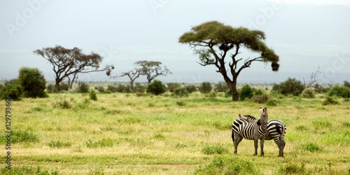 Zebras looking out  Kenya