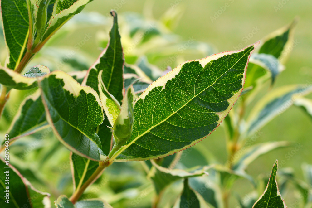 Obraz premium Weigela Nana Variegata