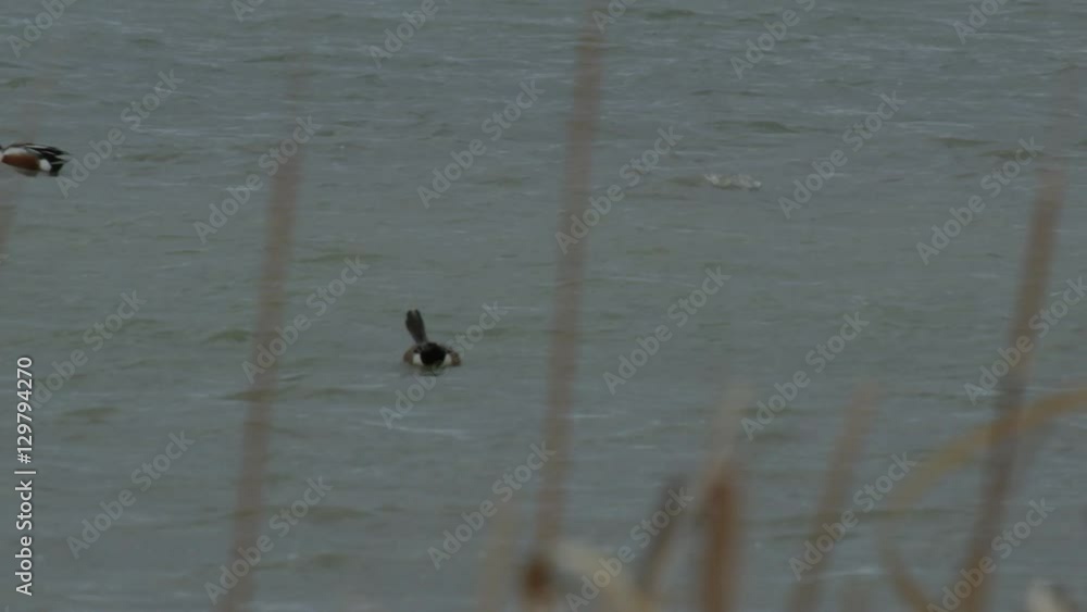 Close on American widgeon swimming in windy marsh Close on American widgeon swimming in windy marsh