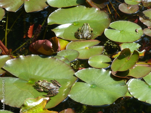 Lotus Blätter und zwei Frösche / lotus leaves and two frogs