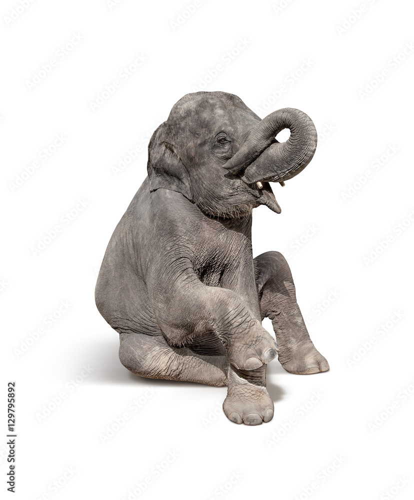 Naklejka premium young baby elephant sit down to show isolated on white backgroun
