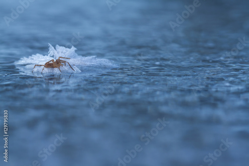 Frozen spider on ice in winter