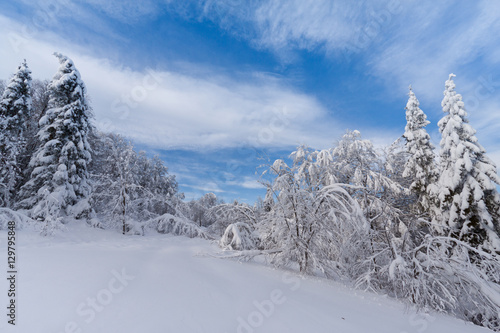 Winter forest in snow with blue sky