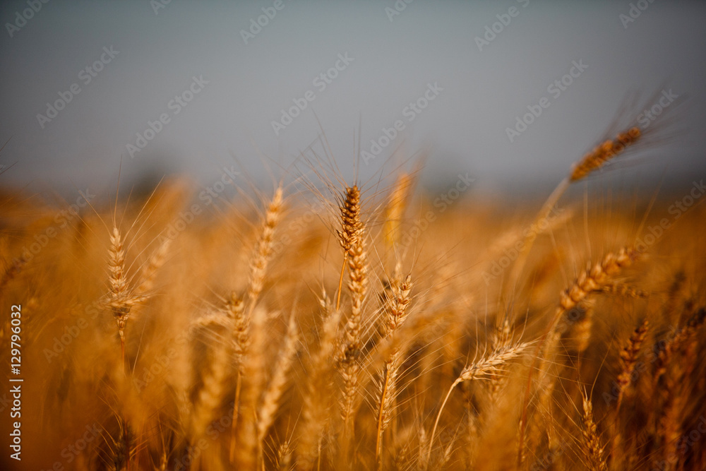 Rye field Rye field