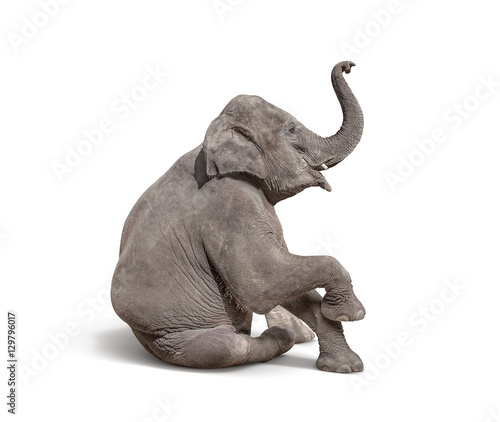 young baby elephant sit down to show isolated on white backgroun