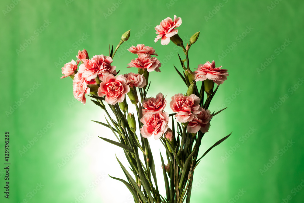 Pink carnation on green background