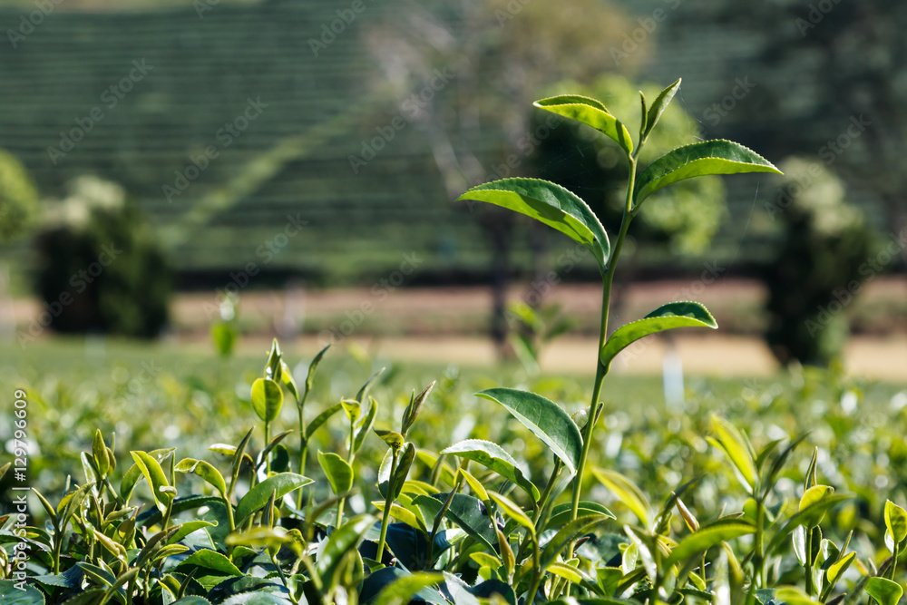 Fototapeta premium Green tea plant