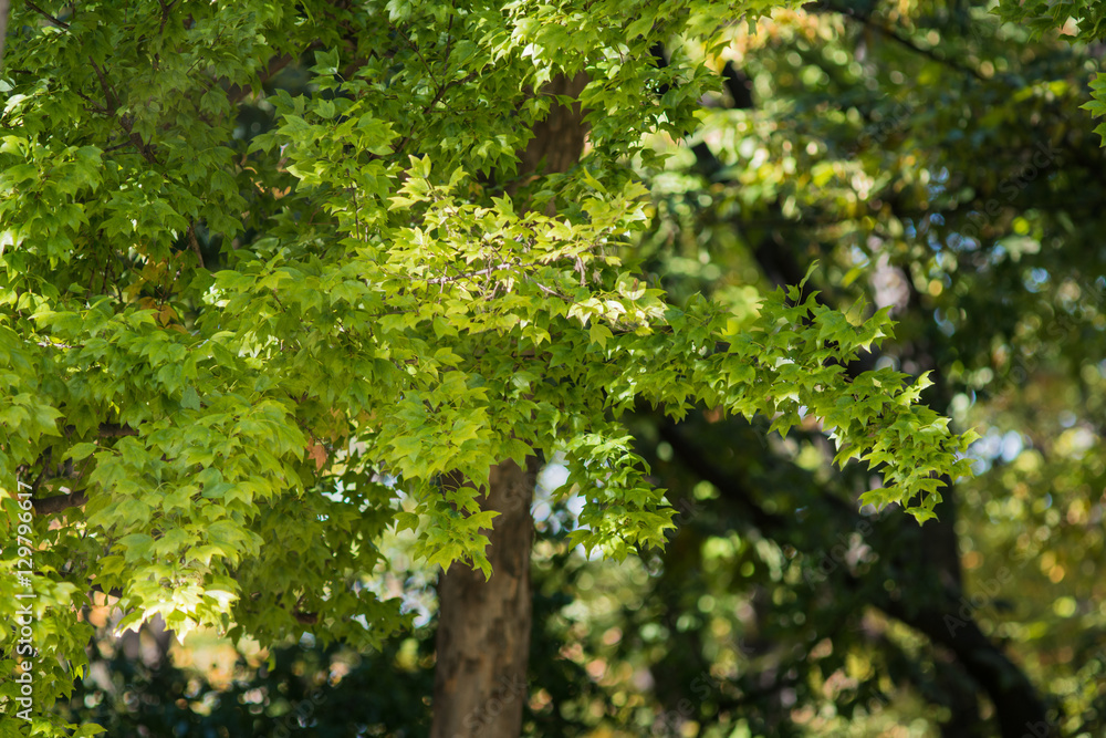 Green maple Green maple