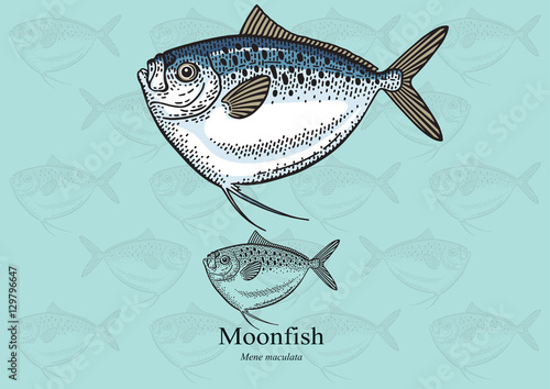 Moonfish. Vector illustration for artwork in small sizes. Suitable for graphic and packaging design, educational examples, web, etc. 
