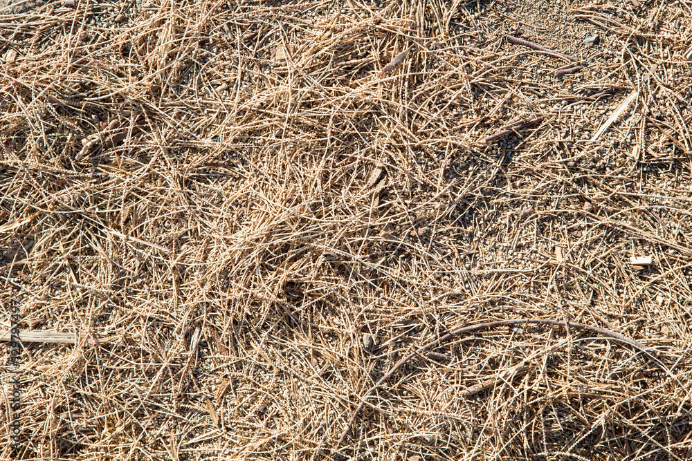 Pine Needle or Pine Straw Covered Forest Floor Pine Needle or Pine Straw Covered Forest Floor