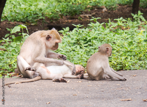 The Monkeys in the wild. © nuchanart
