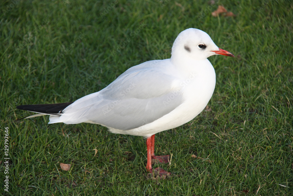 Mouette grise dans un pré Mouette grise dans un pré