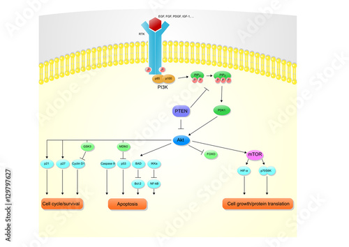 main molecules and actions of the PI3K-Akt pathway, or phosphatidylinositol-3-kinases.