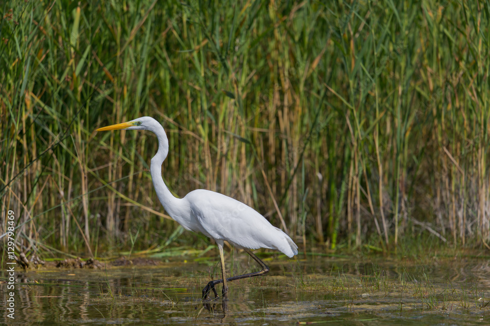 Great white egret (egret alba) during hunt Great white egret (egret alba) during hunt