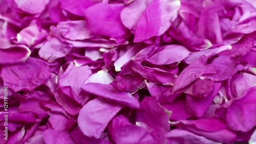 harvesting Rose petals  close to