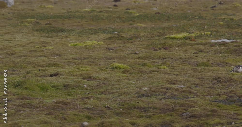 Snow Bunting Hops Around Grassy Area Snow Bunting Hops Around Grassy Area