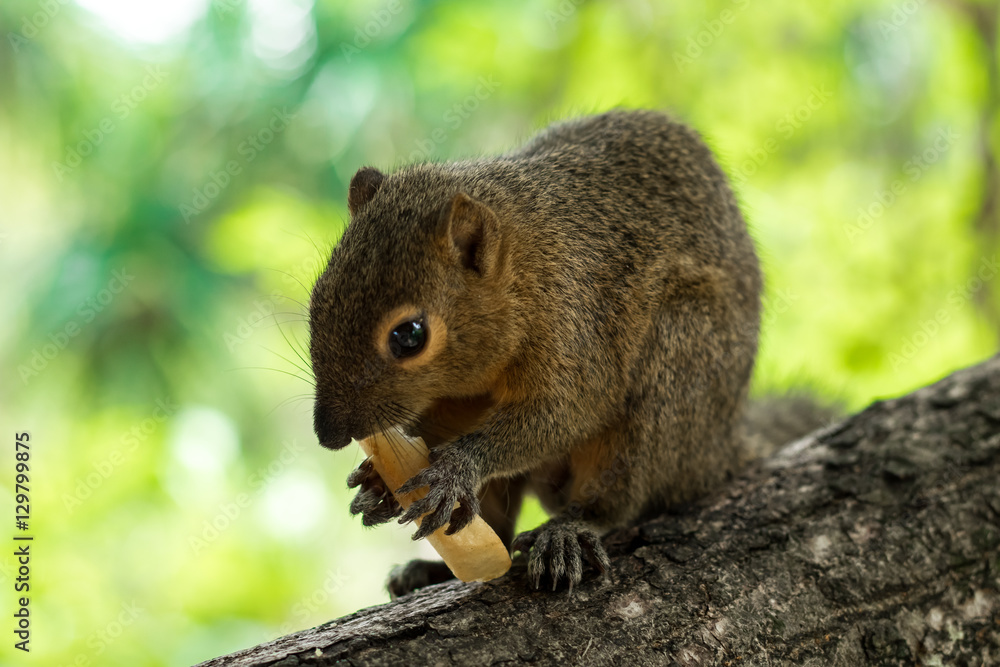 Asian Squirrel on a tree eating french fries. Asia, Bali, Indonesia. Asian Squirrel on a tree eating french fries. Asia, Bali, Indonesia.