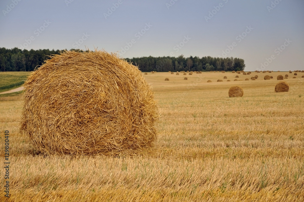 Round yellow haystacks on dry sloping field in perspective. August harvest. Selective focus.