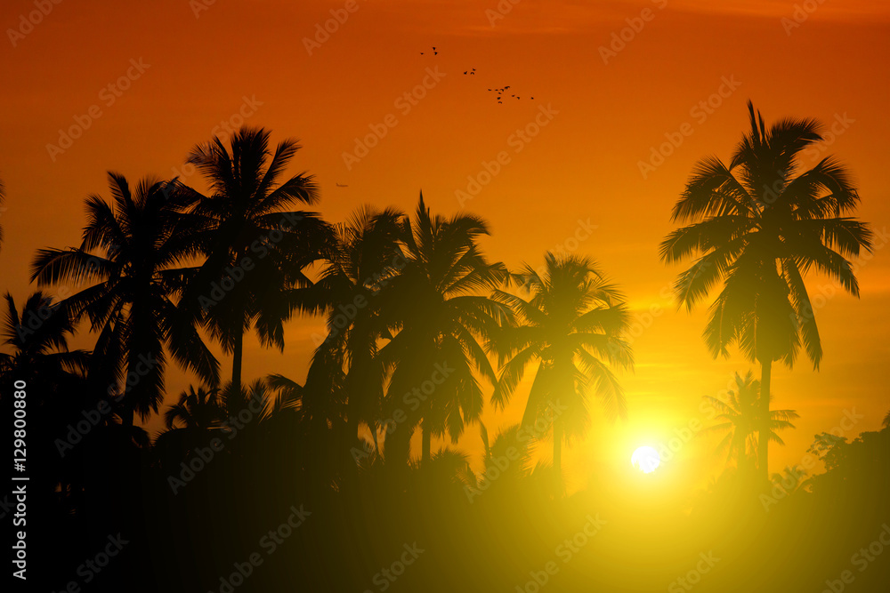Coconut palms and the sun in the morning.