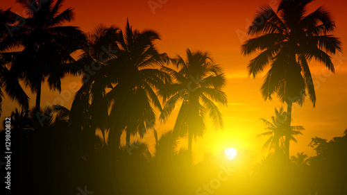 Fototapeta Naklejka Na Ścianę i Meble -  Coconut palms and the sun in the morning.