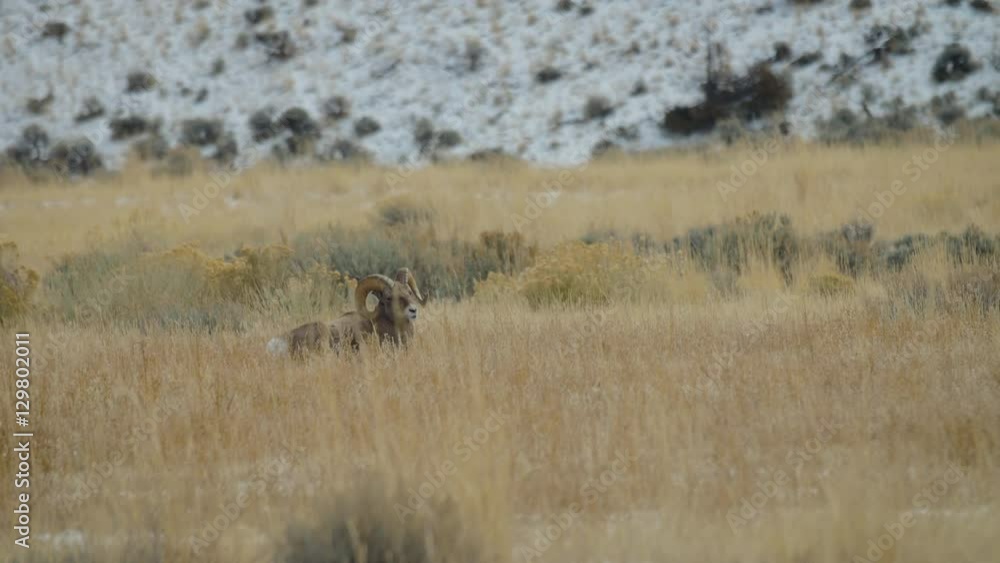 Bighorn Ram Rests Alone in a Snowy Mountain Meadow Bighorn Ram Rests Alone in a Snowy Mountain Meadow