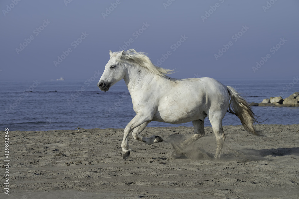 White Stallion Running on the Beach White Stallion Running on the Beach