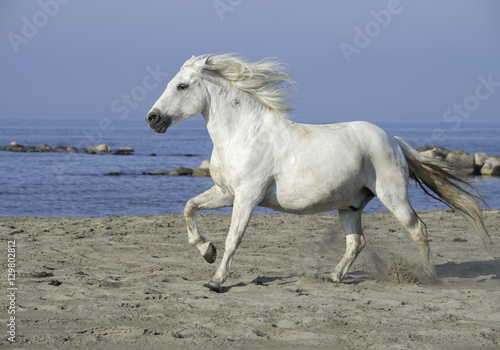 White Stallion Running on the Beach