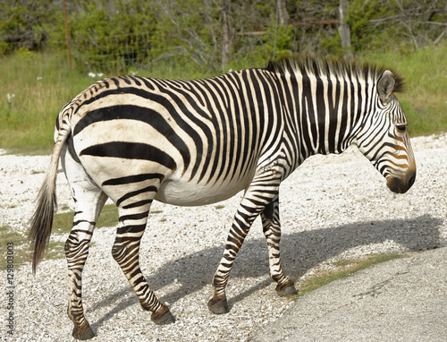 Closeup at road edge of a Hartnann s Mountain Zebra