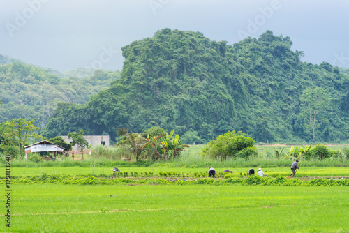 Farmer working out in green rice field of Thailand 