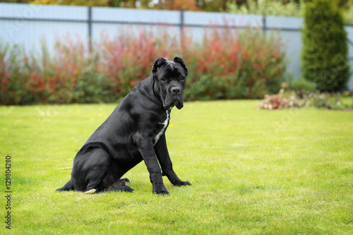 Billede på lærred Cane Corso