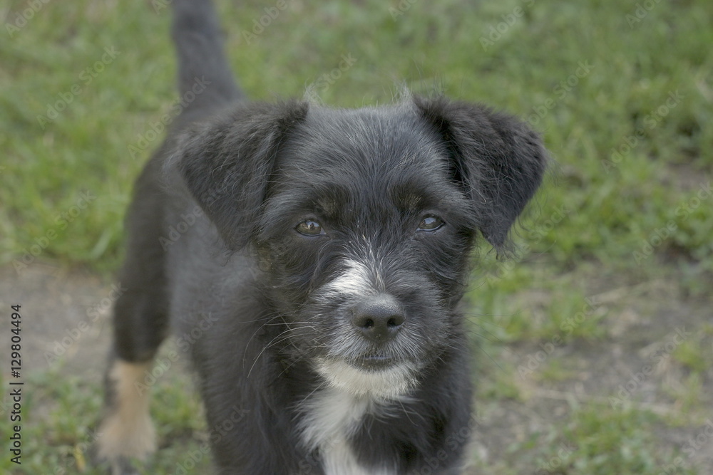 scottish terrier looking scottish terrier looking