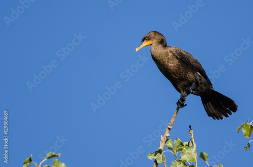 Double-Crested Cormorant Perched High in a Tree © rck