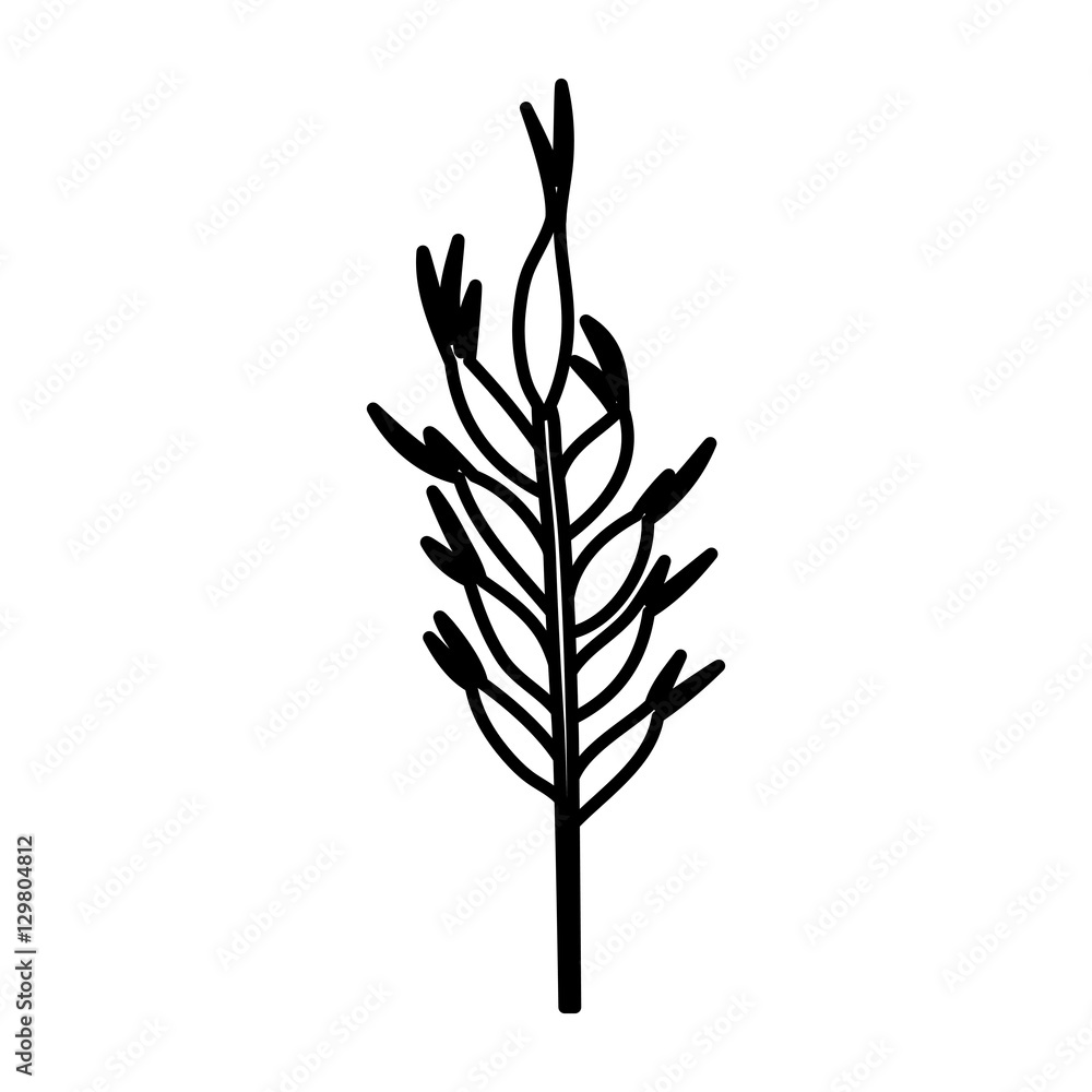 Wheat ear icon. Food grain agriculture and natural theme. Isolated design. Vector illustration