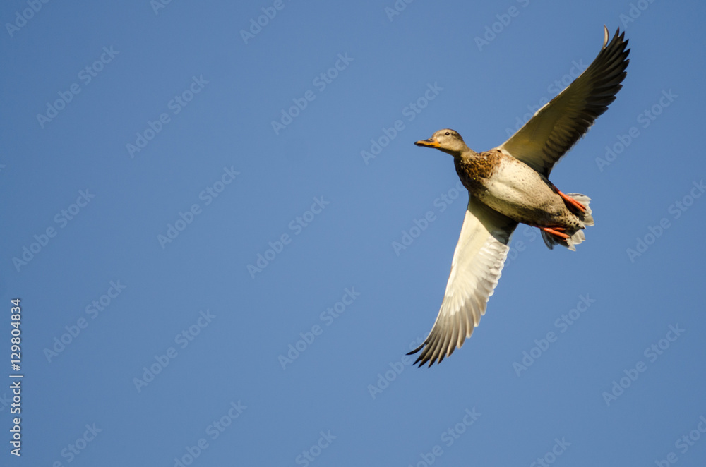 Obraz premium Lone Mallard Duck Flying in a Blue Sky