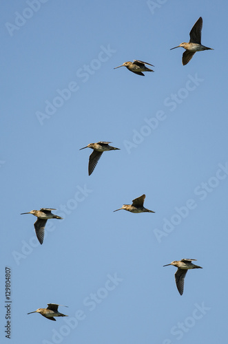 Flock of Wilson's Snipe Flying in a Blue Sky