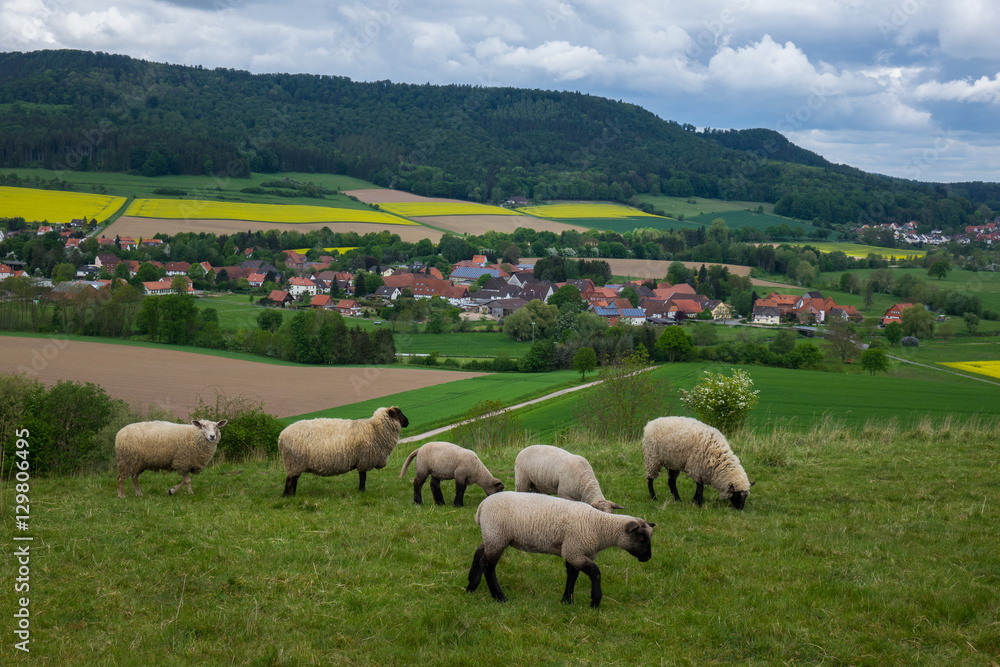 Fototapeta premium Grazing sheeps in a pasture, Germany