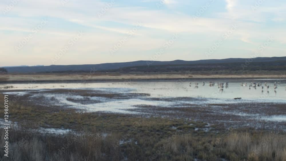 Wide Pan From Waterfowl to Row of Photographers