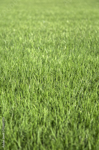 Close up view at green grass © BGStock72