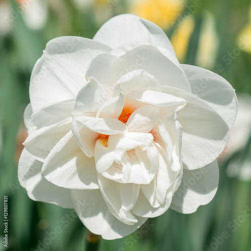 Flowers white daffodils 