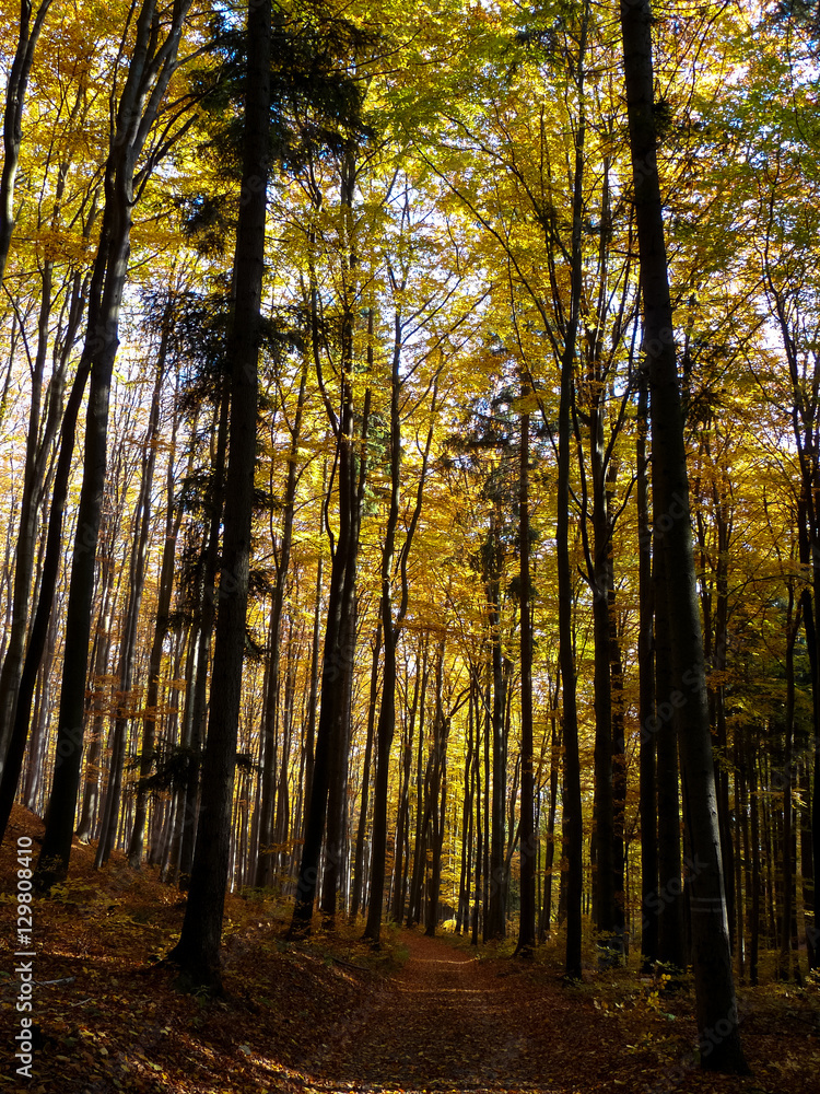 Path in Czech landscape in autumn.